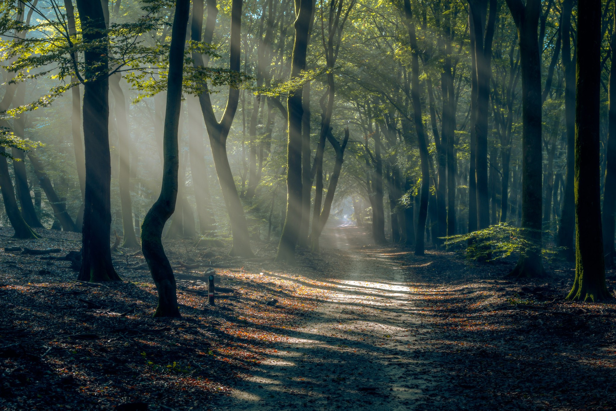 Forest path at dawn